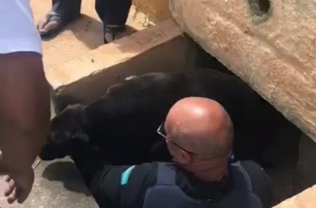 Cachorro é resgatado de bueiro em Jundiaí