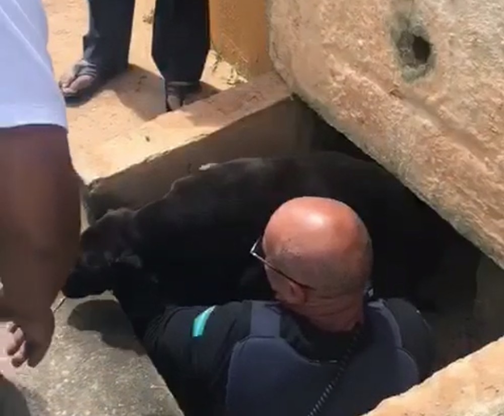 Cachorro é resgatado de bueiro em Jundiaí