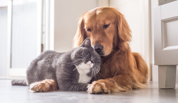 Castração de cães e gatos em Itupeva