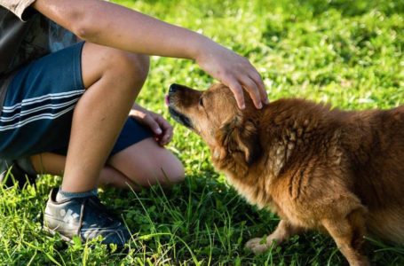 Cuidado com os animais é incentivo em Escola de Itupeva