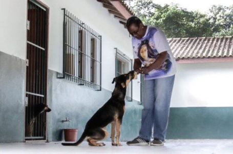 Adoção tardia: chance de recomeço para animais adultos