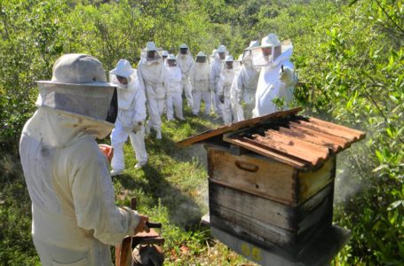 Agrotóxicos encurtam vida e mudam comportamento das abelhas