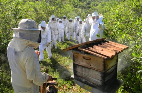 Agrotóxicos encurtam vida e mudam comportamento das abelhas