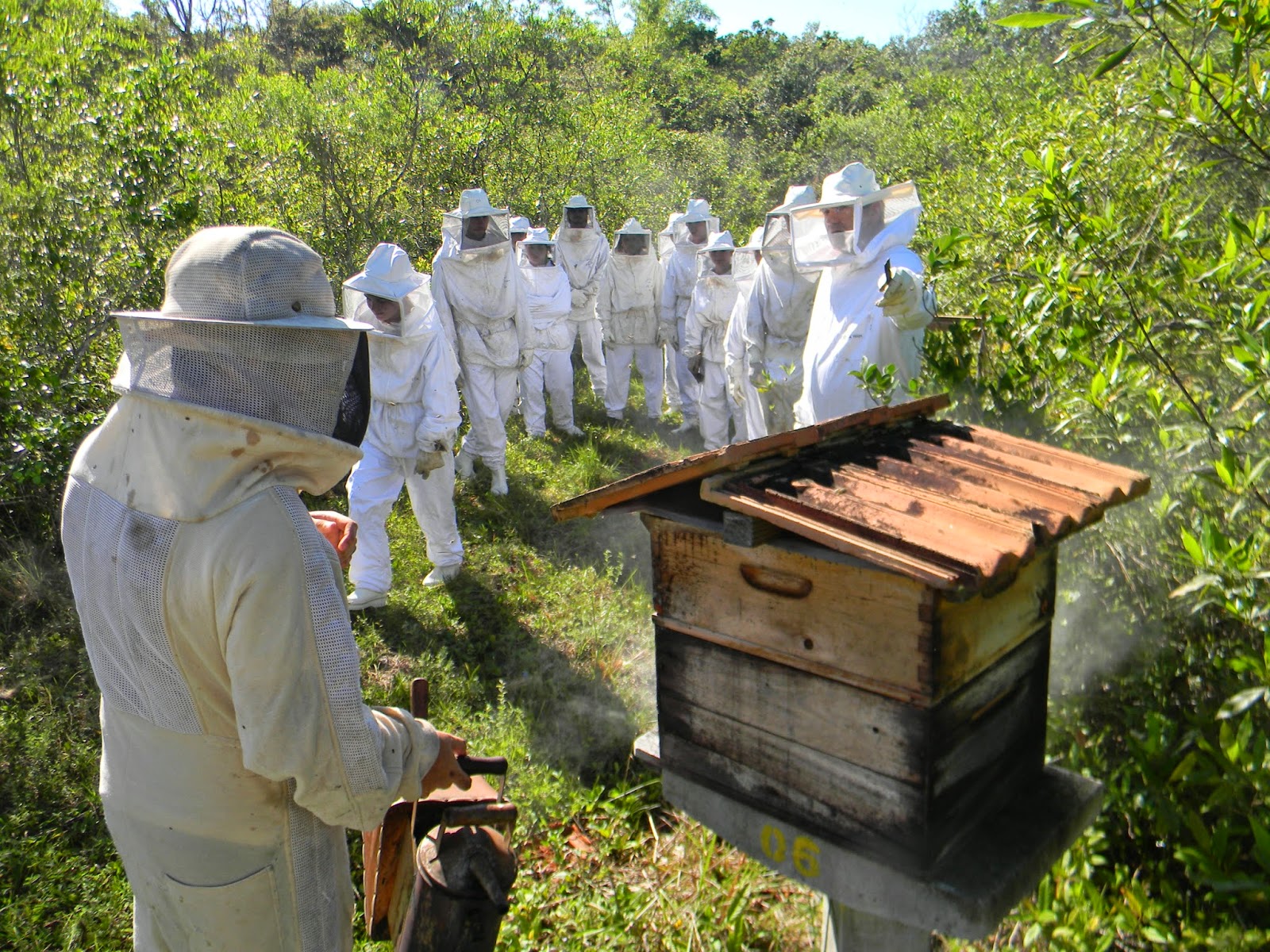 Agrotóxicos encurtam vida e mudam comportamento das abelhas