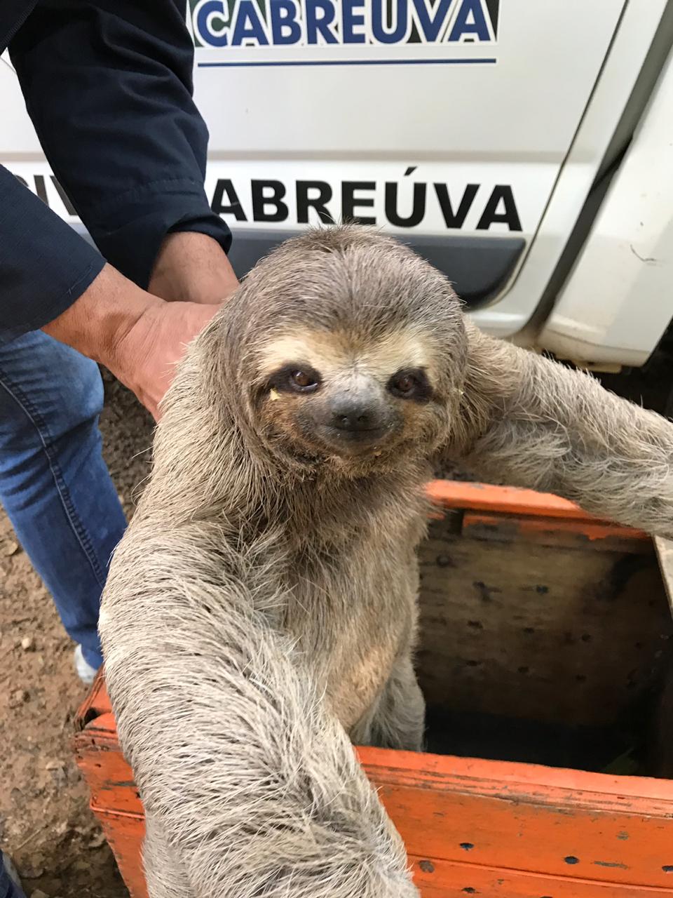 Defesa Civil de Cabreúva resgata bicho-preguiça no Jacaré