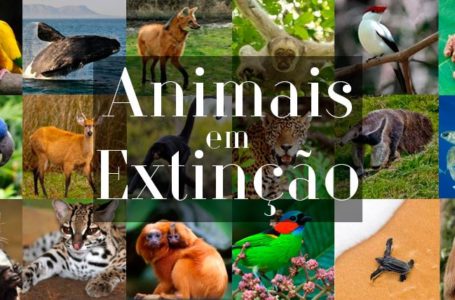 Um milhão de espécies estão ameaçadas de extinção, mostra ONU