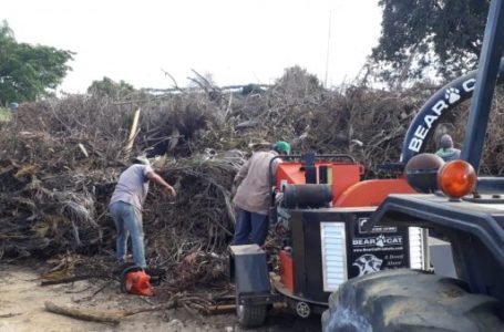 Trituração de galhos em Cabreúva beneficia o meio ambiente