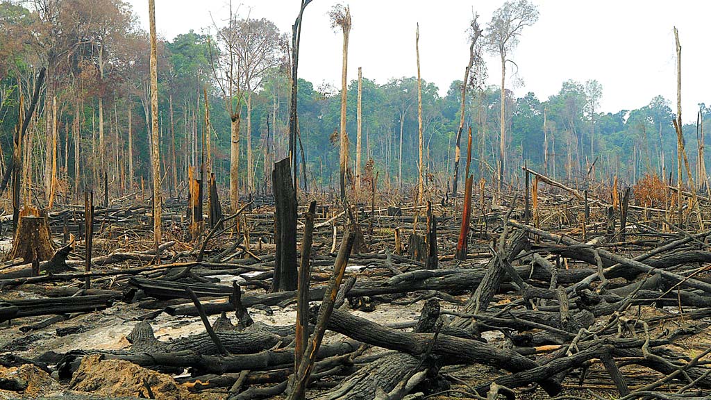 Desmatamento é principal preocupação do brasileiro, revela pesquisa