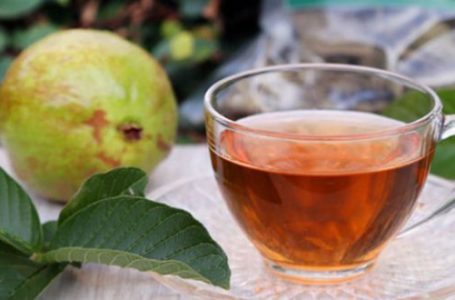 Chá de folha de goiaba: descubra os benefícios e veja como prepará-lo