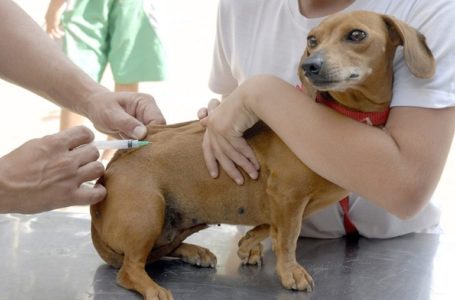 Jundiaí fará agendamentos para imunizar animais contra raiva