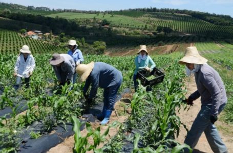 Agricultura e preservação ambiental podem andar juntas