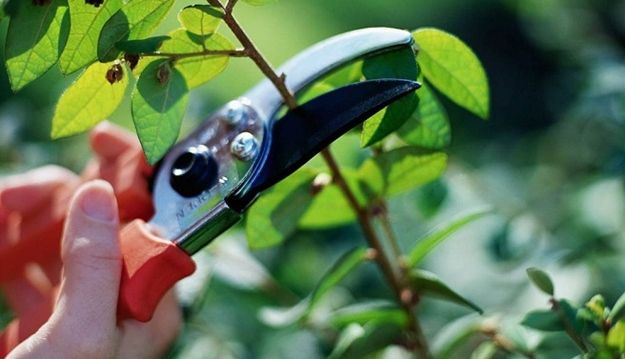 https://www.portalfolhadaterra.com.br/regiao/cabreuva/inscricoes-abertas-para-novo-curso-de-poda-em-cabreuva/