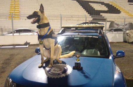 Canil da Guarda Municipal de Cabreúva fatura 3º lugar como melhor cão de faro