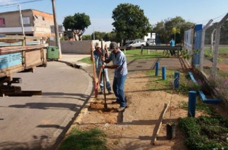 Viveiro de Cabreúva produz mudas para doação, reflorestamento e recuperação de áreas degradadas