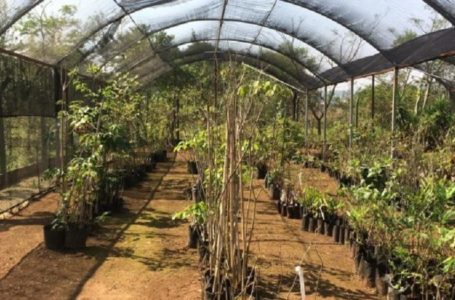 Com ‘Adote Uma Árvore’, Prefeitura estimula arborização urbana em Cabreúva