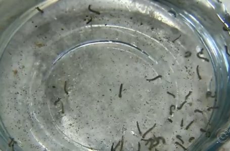 Jundiaí confirma primeira morte por dengue em 2019