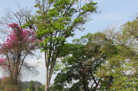 Prefeitura de Cajamar lança guia de arborização
