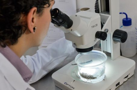 Biotecnologia elimina até 98% dos mosquitos da Dengue