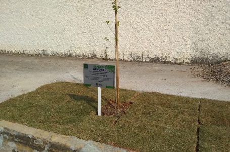 Espaço-Árvore é instalado nas calçadas dos prédios públicos do município de Cabreúva