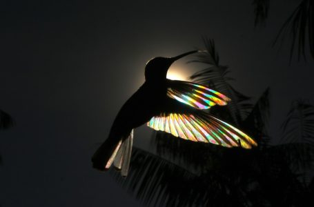 Magia nas asas: artista plástico revela cores “escondidas” no beija-flor-preto