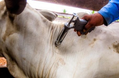 Agricultura orienta criadores sobre vacinação contra aftosa em Cabreúva