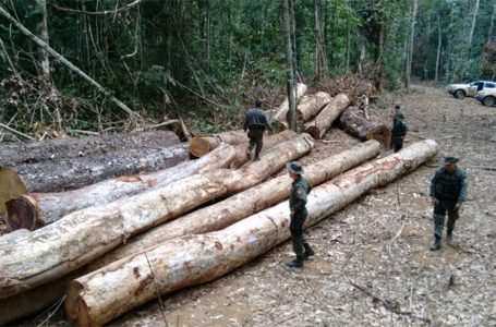 Alertas de desmatamento na Amazônia crescem 5,42% em outubro de 2019