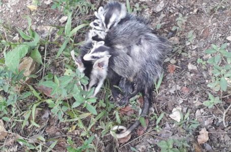 Defesa Civil salva 200 animais silvestres em 2019 em Cabreúva