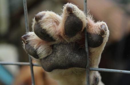 Câmara endurece penas para quem comete maus-tratos a animal doméstico