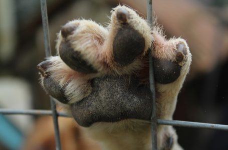 Câmara endurece penas para quem comete maus-tratos a animal doméstico