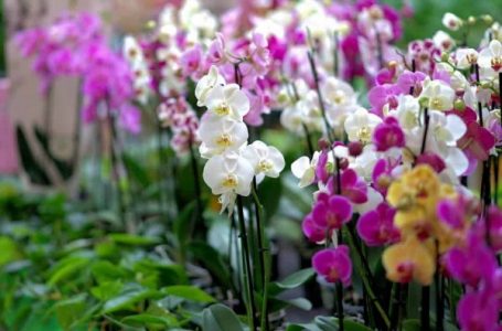 2ª Feira de Exposição de Orquídeas será nos dias 14 e 15 de março em Cabreúva