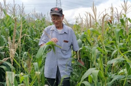 Nobuyuki Matsubara será homenageado no Dia do Agricultor em Cabreúva