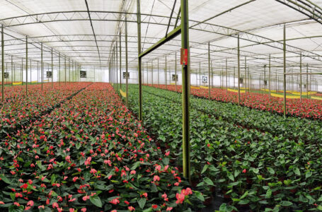 Turistas podem conhecer estufas de flores em Holambra