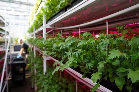 Maior fazenda vertical da Europa usa LEDs de horticultura