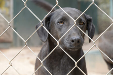 VISAM realiza investigação para Leishmaniose visceral canina em Jundiaí