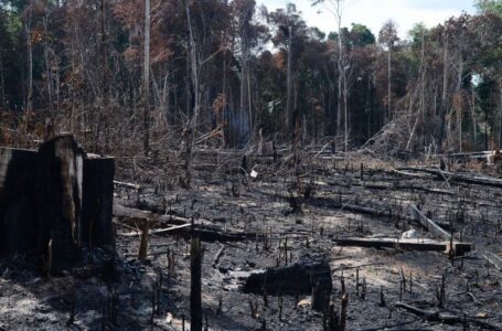 Conselho anuncia operação em áreas protegidas da Amazônia Legal