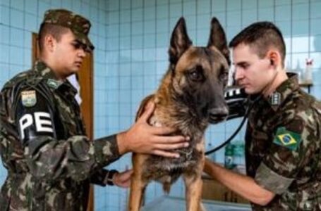 Saúde Única na Medicina Veterinária Militar ganha mais visibilidade durante a pandemia