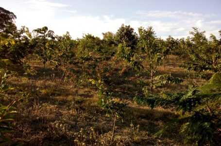 Fundação Itesp garante preservação ambiental em assentamentos rurais de SP