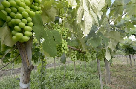 Em parceria com o Sebrae, hoje tem live com dicas de comércio virtual para agricultores em Jundiaí