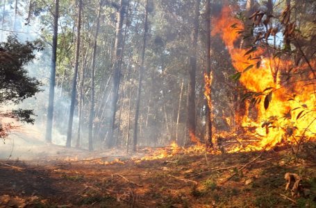 Dobram os focos de incêndios na Serra do Japi durante o inverno em Jundiaí