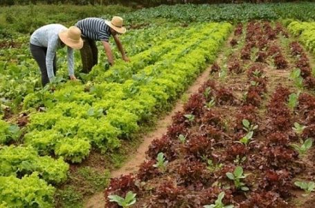 Sebrae promove curso sobre agricultura familiar em Cabreúva