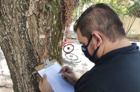 Prefeitura faz diagnóstico preventivo de árvores na Rua Anchieta em Jundiaí