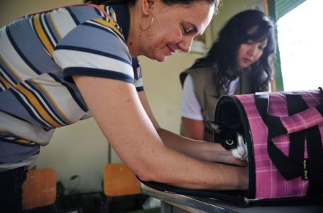 Senado aprova aumento de pena para agressores de cães e gatos