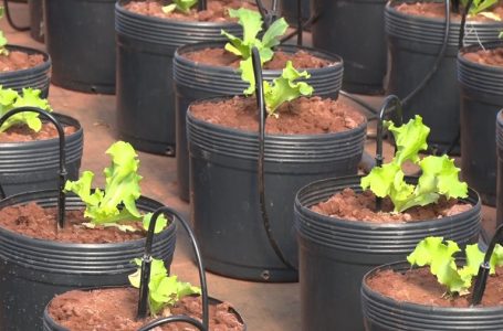 Pesquisadores de SP desenvolvem técnicas para biofortificação de alimentos