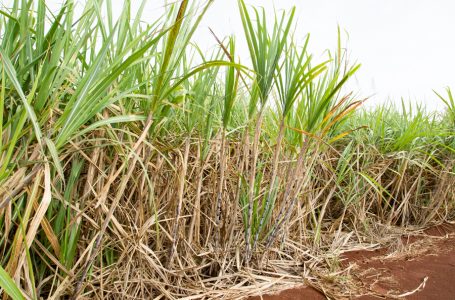 Pesquisadores investigam ações para ampliar produtividade no plantio da cana-de-açúcar