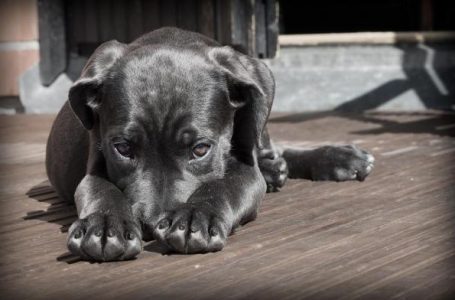 Projeto de lei obriga agressor a custear tratamento de animal maltratado