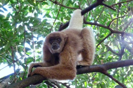 Fundação Florestal regulamenta observação de primatas em unidades de conservação