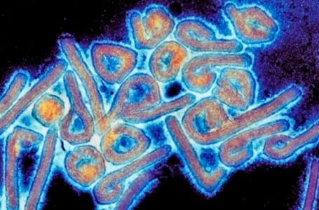 Vírus mortal encontrado na Bolívia é transmissível entre humanos