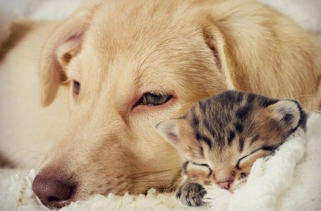Verão e férias: confira alguns cuidados importantes com os pets