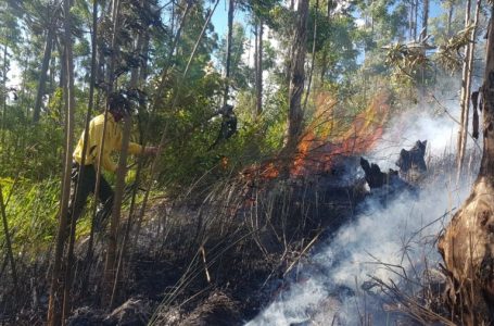Divisão Florestal da Guarda Municipal combate incêndio na Serra do Japi
