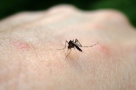 São Paulo é o estado com o maior aumento do número de casos de chikungunya